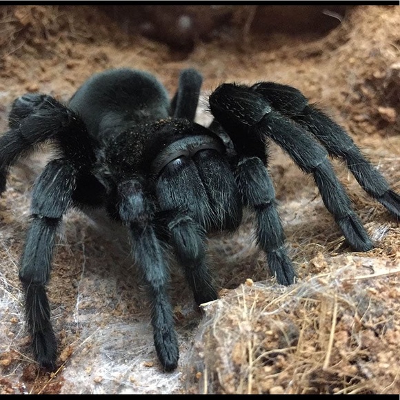 tarantuluva